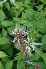 Orthosiphon aristatus