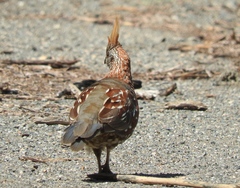 Callipepla douglasii