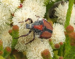 Trichostetha capensis hottentotta