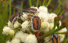 Trichostetha capensis hottentotta