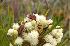 Trichostetha capensis hottentotta