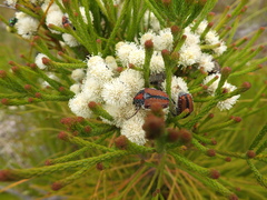 Trichostetha capensis hottentotta