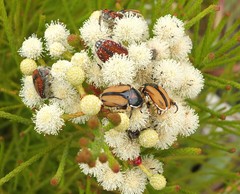Trichostetha signata