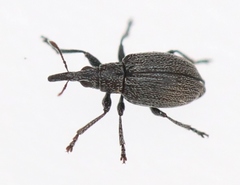 Catapion pubescens