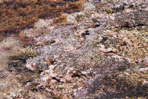 Dendropoma lebeche