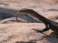 Varanus glebopalma
