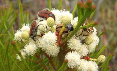 Trichostetha signata