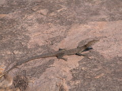 Varanus glebopalma