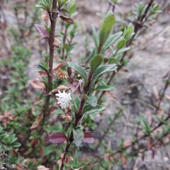 Oxylobus arbutifolius