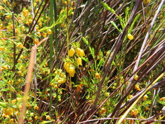Erica campanularis