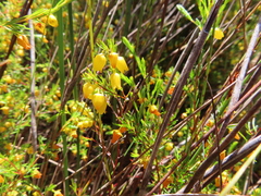 Erica campanularis