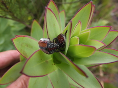 Trichostetha capensis hottentotta