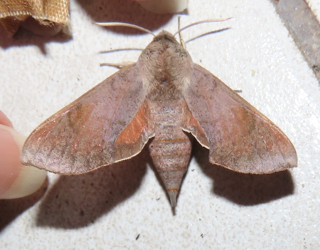 Grey Temnora