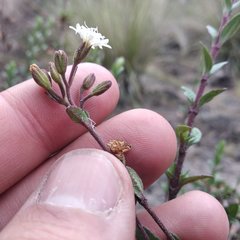 Oxylobus arbutifolius