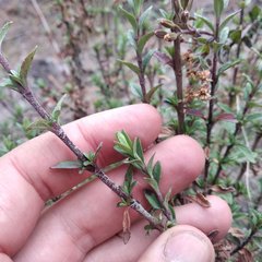 Oxylobus arbutifolius