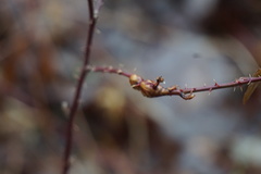 Neolasioptera nodulosa