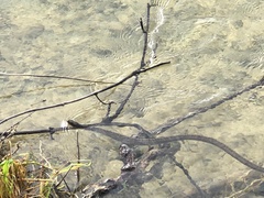 Nerodia rhombifer