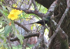 Nectarinia kilimensis