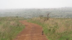 Leptailurus serval lipostictus