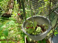 Dischidia pectenoides