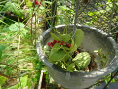 Dischidia pectenoides