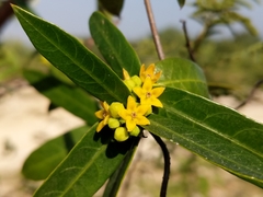 Hemidesmus indicus
