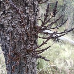 Arceuthobium vaginatum