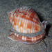 Mediterranean Bonnet Snail - Photo (c) Sylvain Le Bris, some rights reserved (CC BY-NC), uploaded by Sylvain Le Bris