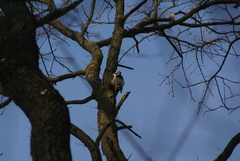 Dendrocopos leucotos