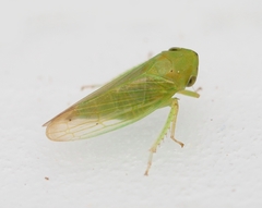 Macropsis