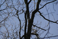 Dendrocopos leucotos