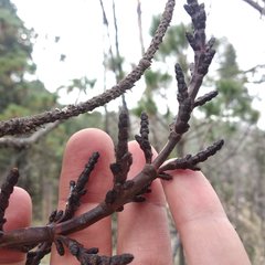 Arceuthobium vaginatum