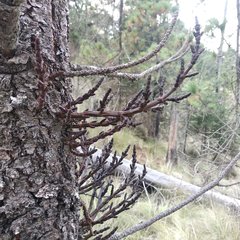 Arceuthobium vaginatum