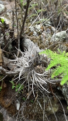 Tillandsia recurvata
