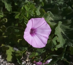 Convolvulus althaeoides althaeoides