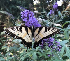 Papilio canadensis × glaucus