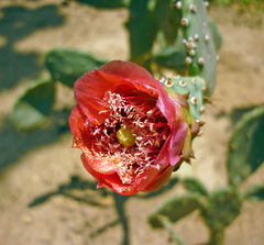 Opuntia boldinghii