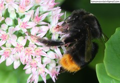 Bombus ignitus