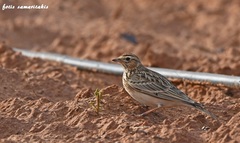 Alauda arvensis cantarella