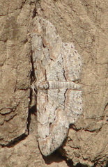Iridopsis pergracilis
