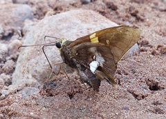 Epargyreus socus