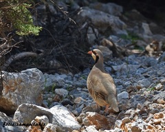 Alectoris chukar cypriotes