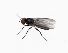 Opetia nigra