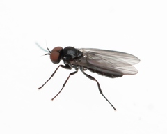 Opetia nigra