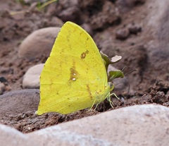 Phoebis neocypris rurina