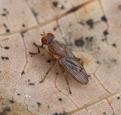 Pherbellia scutellaris