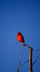 Pyrocephalus rubinus