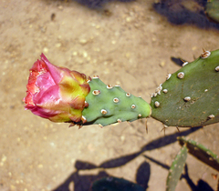 Opuntia boldinghii