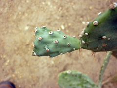 Opuntia boldinghii