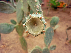 Opuntia boldinghii
